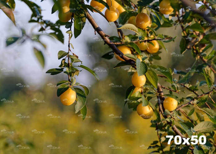 Tło kulinarne K_268